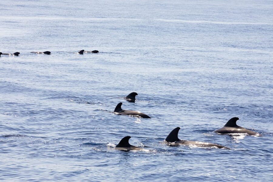 Madeira : Whales and Dolphins wooden boat excursion - Onboard comfort that makes a difference on a sea excursion