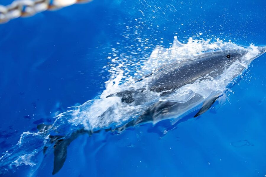 Madeira : Whales and Dolphins wooden boat excursion - Price and value: why $41 often feels fair here