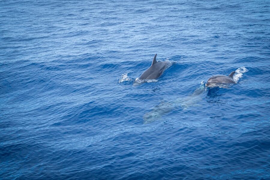 Madeira : Whales and Dolphins wooden boat excursion - What to bring: your packing list for sun, spray, and quick changes
