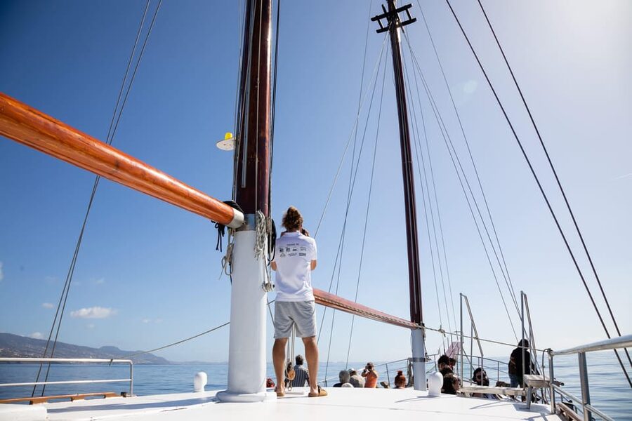 Madeira : Whales and Dolphins wooden boat excursion - Should you book the Bonita da Madeira whales and dolphins tour?