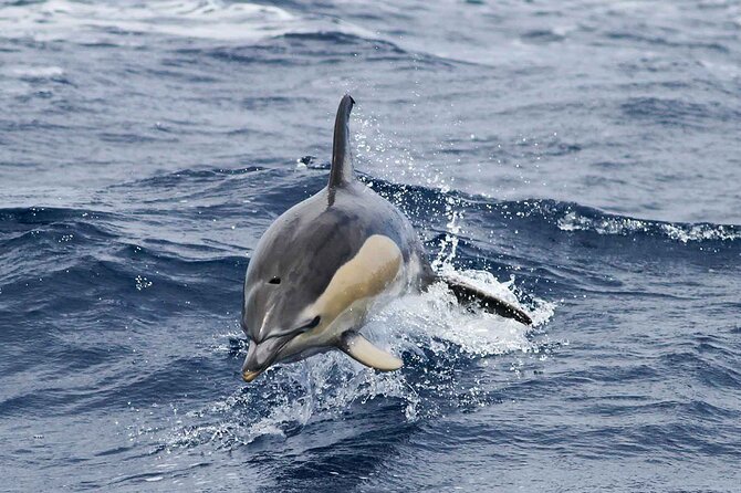 Magic Dolphin Sea Safaris - Entering The Game: What Happens on the Water