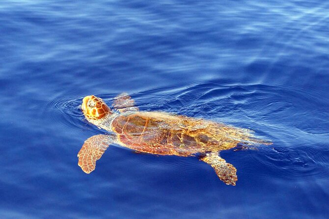 Magic Dolphin Sea Safaris - Wildlife Encounters: Dolphins, Whales, Turtles, and Birds
