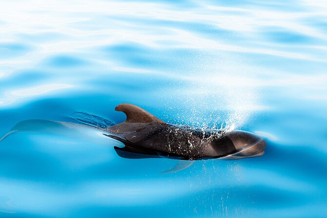 Magic Dolphin Sea Safaris - What the Guide Commentary Adds (Especially if You Like Explanations)