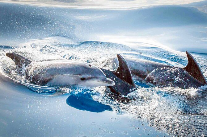 Magic Dolphin Sea Safaris - Stop-by-Stop Reality: How the Experience Flows