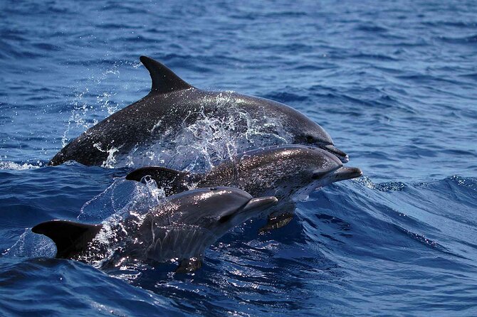 Magic Dolphin Sea Safaris - Comfort, Weather, and What to Pack