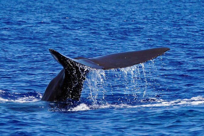 Magic Dolphin Sea Safaris - Price and Value: Is $60.49 Worth It?