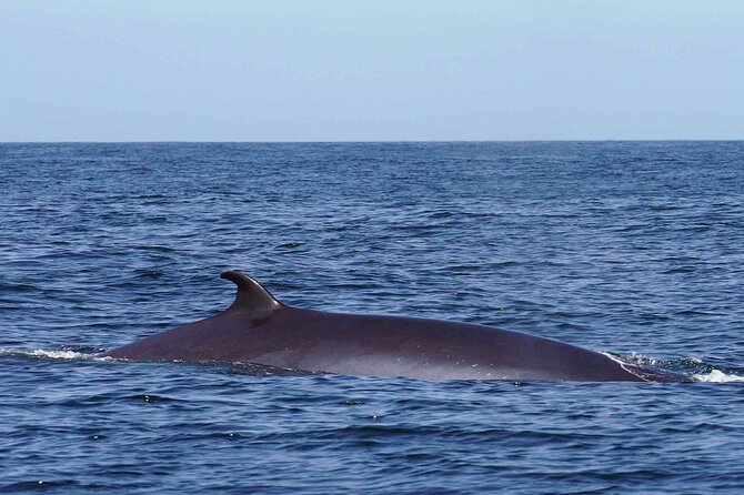 Magic Dolphin Sea Safaris - The Spotter System and Why It Boosts Your Chances