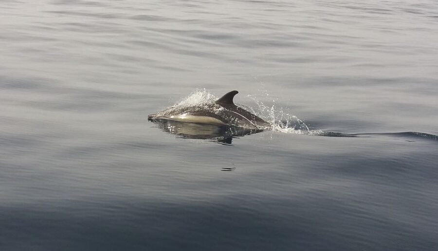 Peniche: Dolphin Route Boat Trip - Key Things I’d Focus On Before You Go