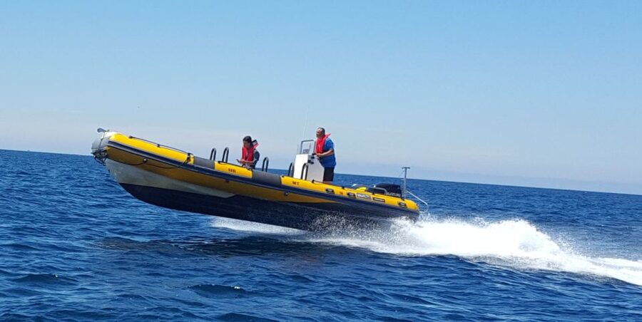 Peniche: Dolphin Route Boat Trip - What Sea Life Looks Like When It Shows Up