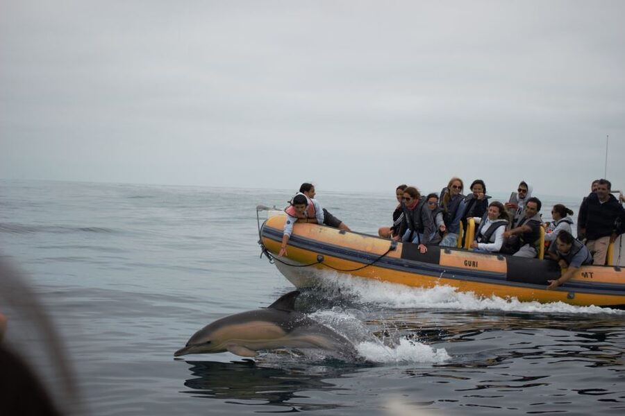 Peniche: Dolphin Route Boat Trip - Comfort, Motion, and Seasickness Reality Checks