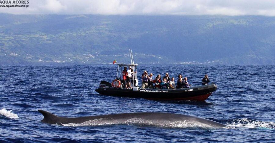 Pico Island: Azores Whale & Dolphin Watching on Zodiac Boat - Entering the Lajes do Pico Whale Watching Center (and getting geared up)