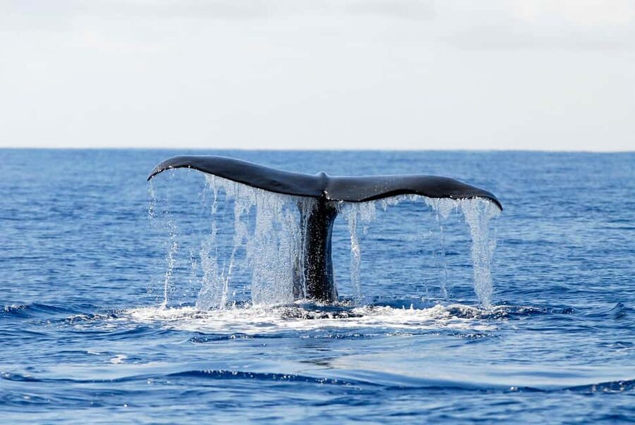 Pico Island: Azores Whale & Dolphin Watching on Zodiac Boat - When the ocean turns rough: staying comfortable and dealing with seasickness