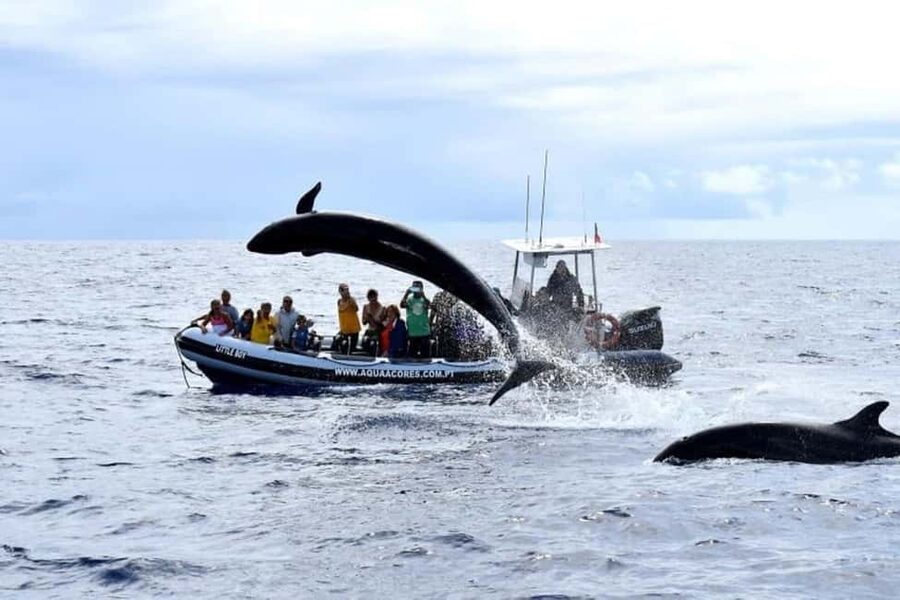 Pico Island: Azores Whale & Dolphin Watching on Zodiac Boat - Zodiac comfort, group vibe, and what to wear