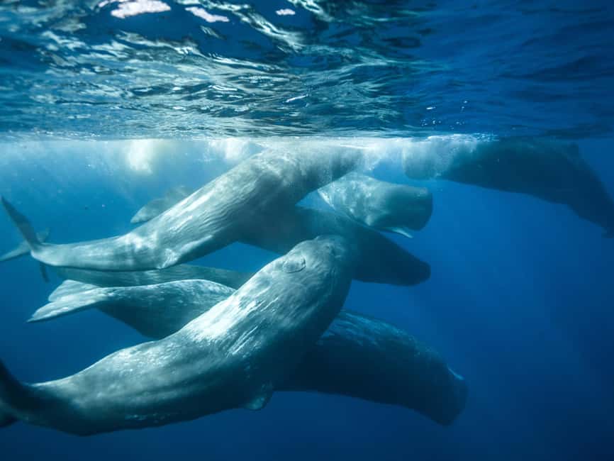 Pico Island: Whale Watching Experience from Lajes do Pico - Key things I’d circle before you go