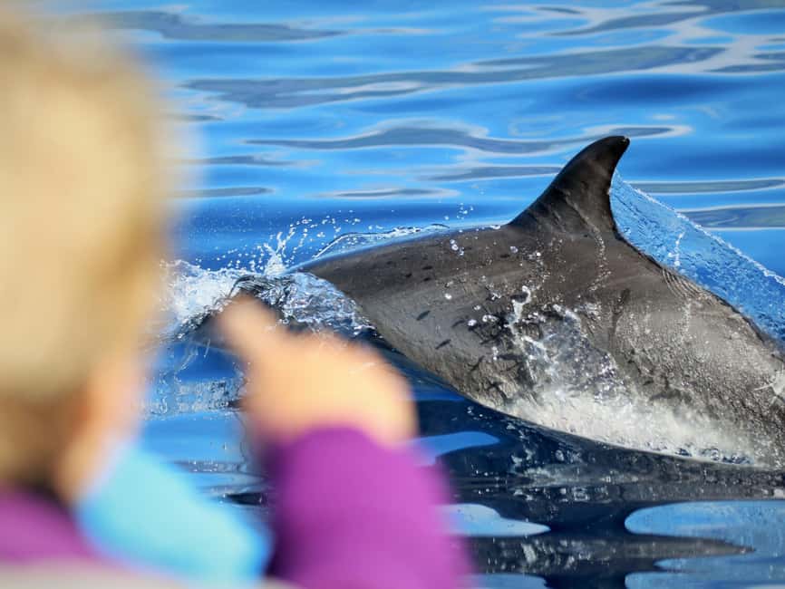Pico Island: Whale Watching Experience from Lajes do Pico - Should you book the Futurismo Whale Watching trip from Lajes do Pico?
