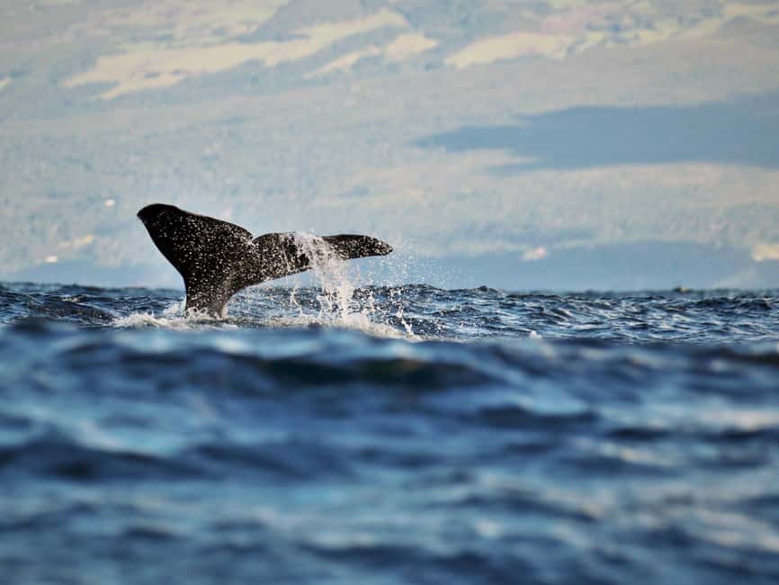 Pico Island: Whale Watching Experience from Lajes do Pico - Where Pico whales and dolphins actually show up