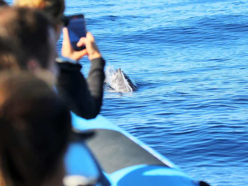 Pico Island: Whale Watching Experience from Lajes do Pico - The zodiac ride: speed, comfort tradeoffs, and what to wear