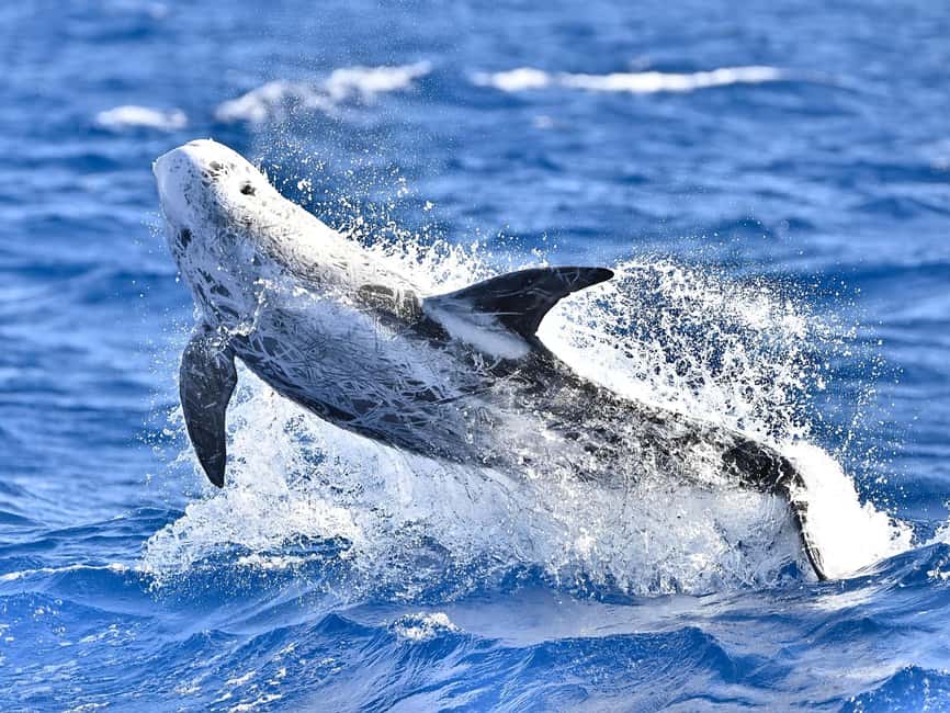 Pico Island: Whale Watching Experience from Lajes do Pico - The search for whales and dolphins: patience, spotters, and respectful distance
