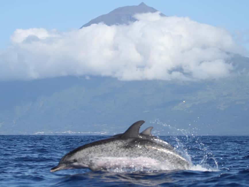 Pico Island: Whale Watching Experience from Lajes do Pico - When the ocean goes quiet and the magic happens