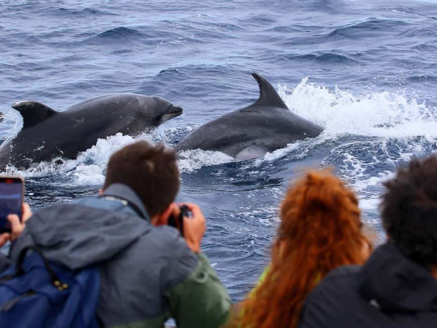 Pico Island: Whale Watching Experience from Lajes do Pico - Price and value: is $82 for 3 hours fair?