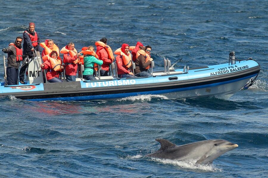 Pico Island: Whale Watching Experience from Lajes do Pico - What to bring (so weather does not ruin your fun)