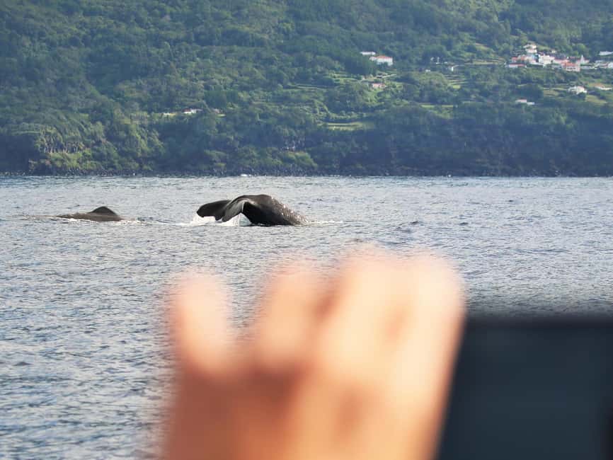 Pico Island: Whale Watching Experience from Lajes do Pico - Who should book this and who should pass