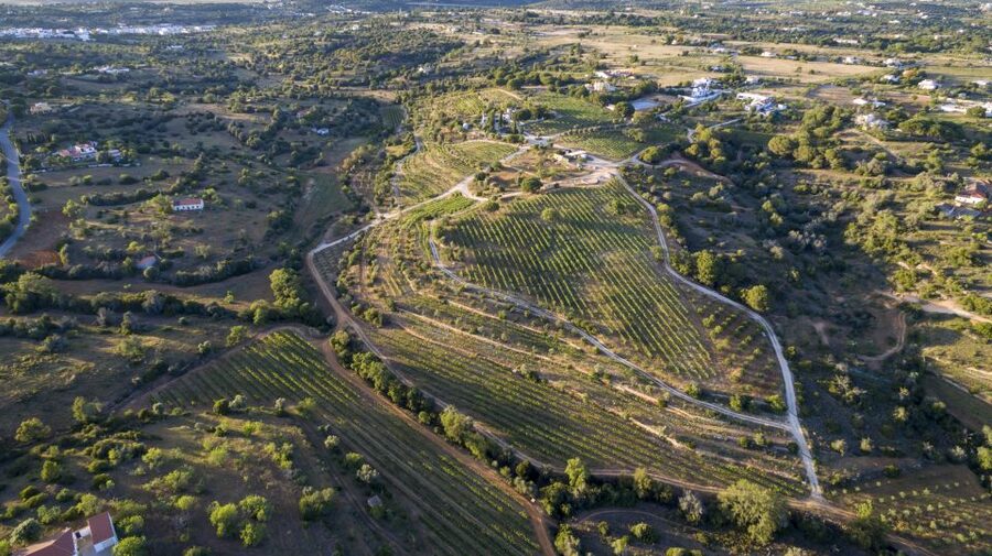 Porches: Algarve Vineyard Tour and Wine Tasting Experience - Key highlights you should care about
