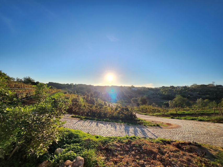 Porches: Algarve Vineyard Tour and Wine Tasting Experience - The four wines you taste, and what Algarve style means on the palate