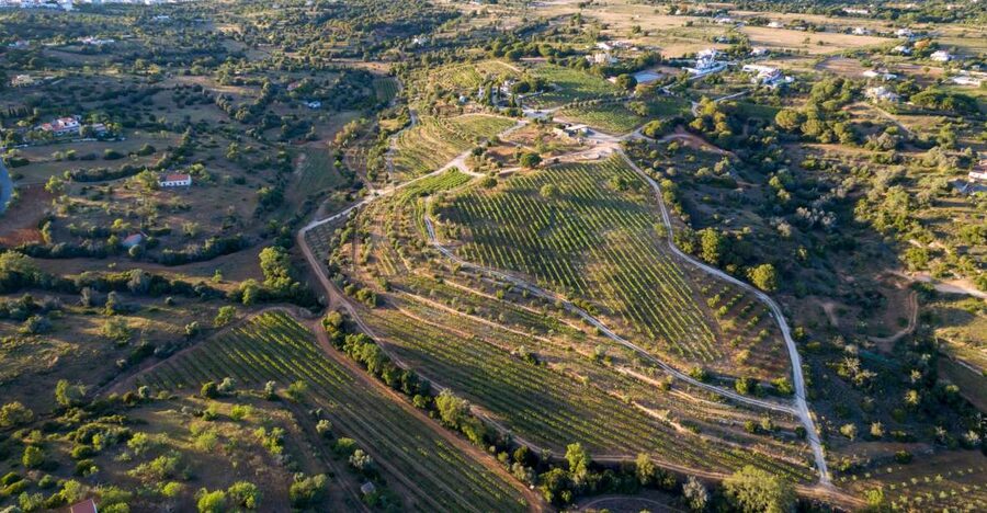 Porches: Algarve Vineyard Tour and Wine Tasting Experience - What you actually do in 1.5 hours, wine bar to vineyard walk