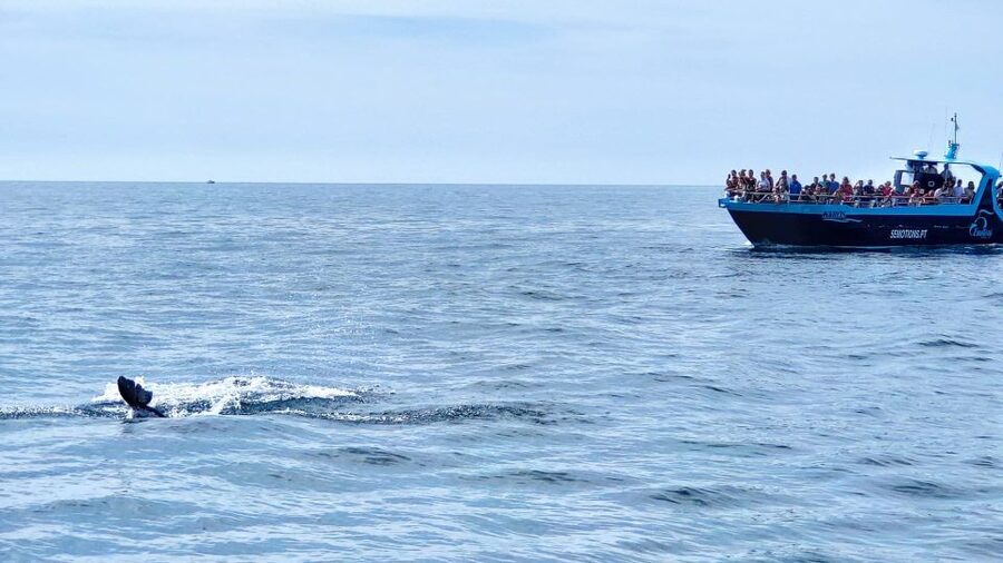Portimão: Benagil Caves & Dolphins Watching with Biologist - Key things you will notice on this Benagil and dolphins cruise