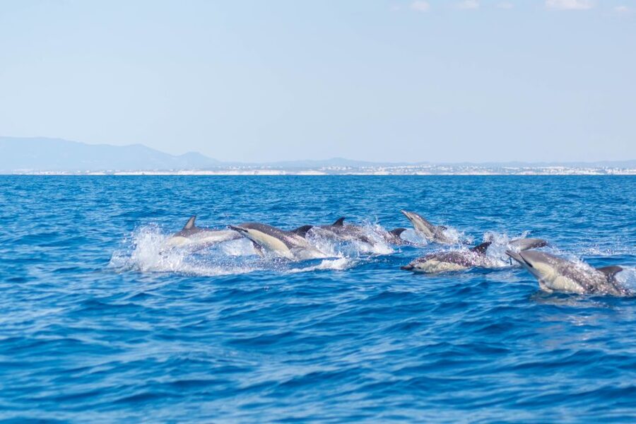 Portimão: Benagil Caves & Dolphins Watching with Biologist - Quick stops at Algar de Benagil and the coastline caves