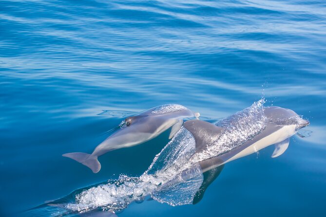 Portimão:Embark on Nature•Benagil and Dolphins•Biologist on board - Algar Seco: More Caves, More Rock Drama