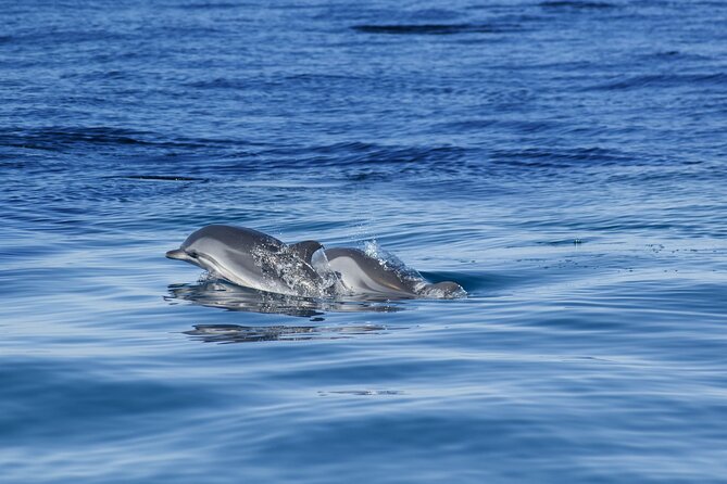 Portimão:Embark on Nature•Benagil and Dolphins•Biologist on board - Farol de Alfanzina: The Lighthouse Stop That Adds Meaning