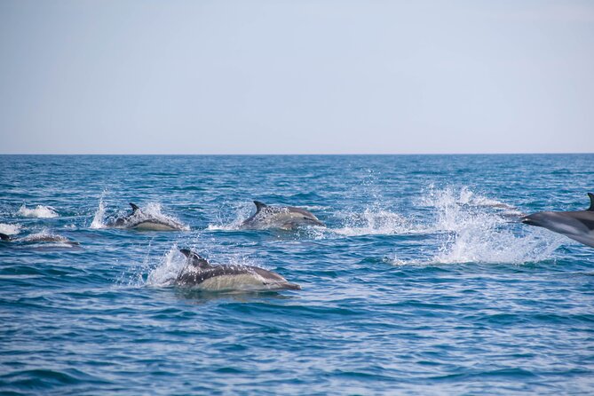 Portimão:Embark on Nature•Benagil and Dolphins•Biologist on board - The Marine Biologist on Board: What You Learn While You Look