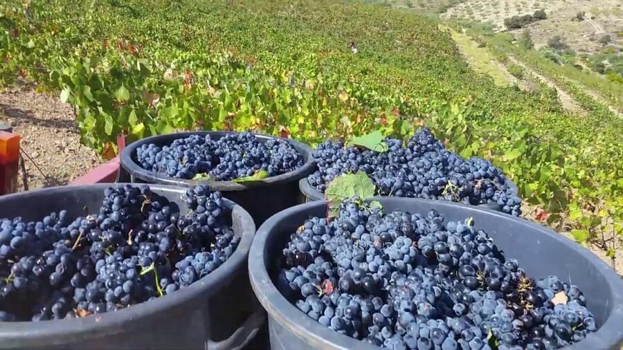 Porto: Douro Valley Tour with 2 Wineries, Lunch and Cruise - Lunch at a Family Winery in Sabrosa: Where the Day Slows Down