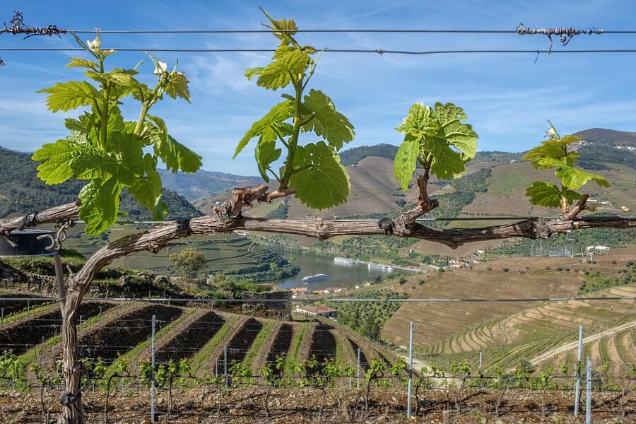 Porto: Douro Valley Wine Tour with a Sommelier & Boat Trip - What 15 Wines and Pairings Really Get You for $127