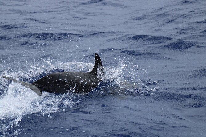 Private Dolphin and Whale Watching Tour in Madeira - The Snorkel Break: Gear, Comfort, and the After-Swim Reality