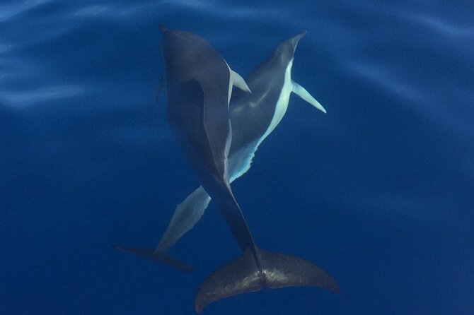Private Dolphin and Whale Watching Tour in Madeira - Refreshments and Sparkling Wine, Without the Full Meal Pressure