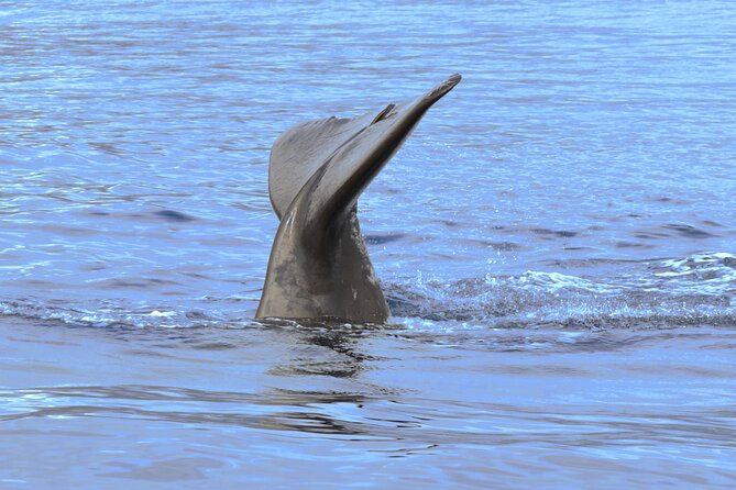 Private Dolphin and Whale Watching Tour in Madeira - Sunset Departures: A Useful Option, But Know What You Are Booking