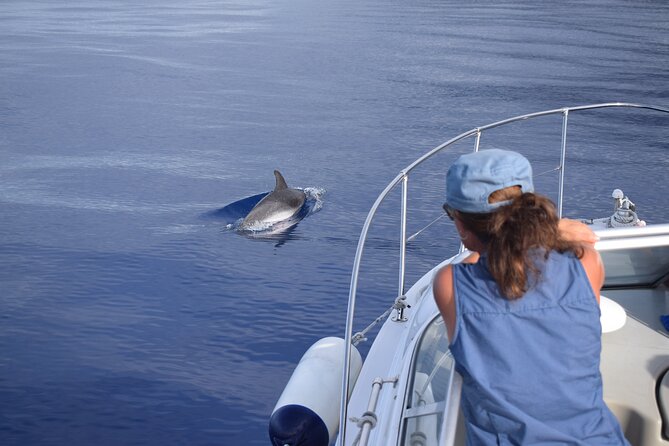 Private Dolphin and Whale Watching Tour in Madeira - Wildlife Reality Check: What You Can Count On (and What You Cannot)