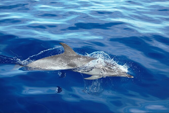Private Dolphin and Whale Watching Tour in Madeira - On Tales at Calheta Marina: What Happens Before You Even Board