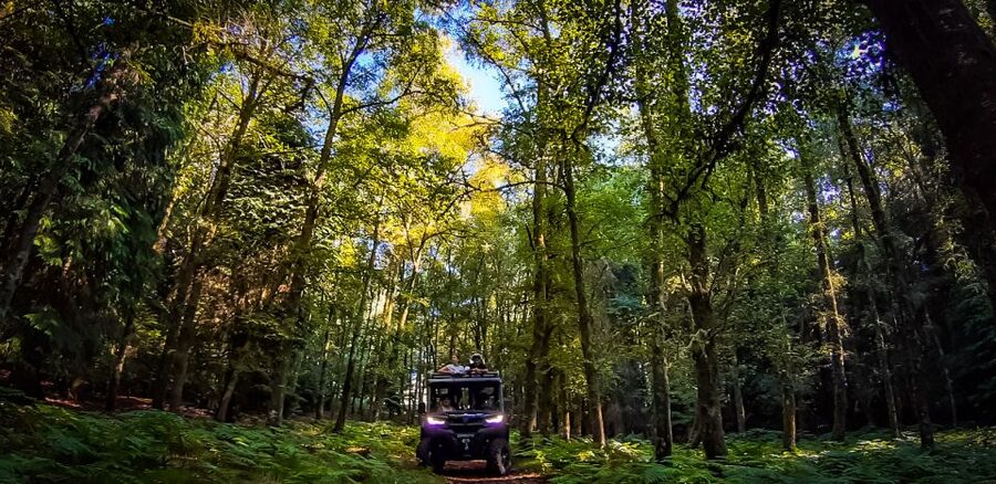 Prozelo: Buggy Tour - Wildlife Chances: How to Increase Your Odds Without Taking Risks