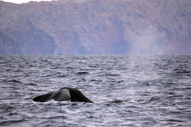 Responsible Whales and/or Dolphins Watching Tour - Why this speedboat whale trip feels different in Funchal