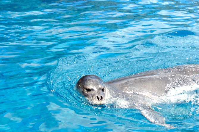 Responsible Whales and/or Dolphins Watching Tour - What you might see: whales, dolphins, and the behaviors that matter