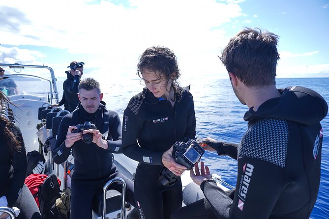 Responsible Whales and/or Dolphins Watching Tour - Responsible watching: small rules that change the whole encounter