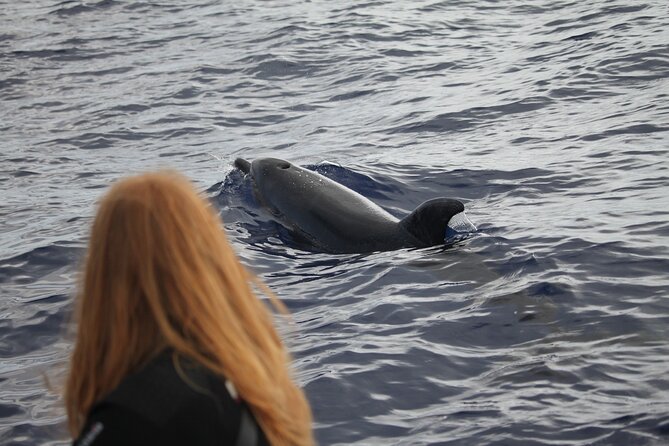 Responsible Whales and/or Dolphins Watching Tour - Safety, comfort, and motion reality checks on a fast RIB