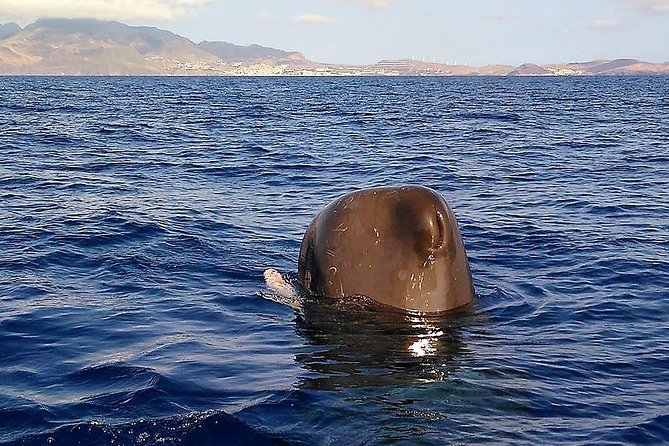 Responsible Whales and/or Dolphins Watching Tour - Who should book Blue Safari Madeira