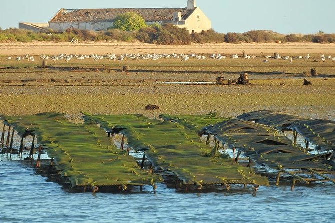 Ria Formosa - Boat trip to the 3 Islands: Armona | Culatra Island | Lighthouse - Pacing and comfort: why it feels relaxing for many people