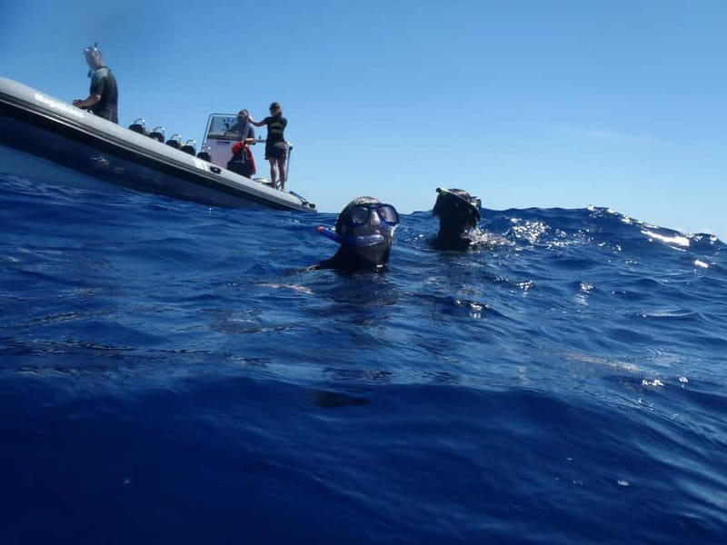 São Miguel: Swim with Wild Dolphins in the Open Ocean - São Miguel Open-Ocean Dolphin Swim, the Real Deal