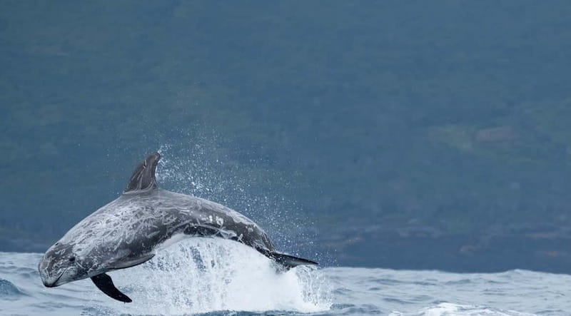 São Miguel: Swim with Wild Dolphins in the Open Ocean - Weather, Sea State, and When to Book This Day